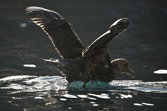 PLA20-24, Day 10, YA6_3878_20241027_7208 © Yves Adams - Oceanwide Expeditions.JPG