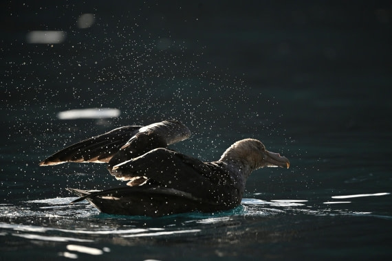 PLA20-24, Day 10, YA6_3920_20241027_7209 © Yves Adams - Oceanwide Expeditions.JPG