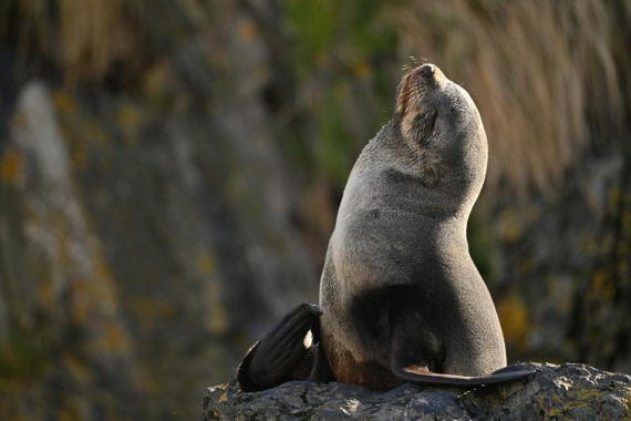 PLA20-24, Day 10, YA6_4118_20241027_7211 © Yves Adams - Oceanwide Expeditions.JPG