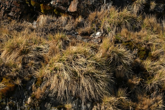 PLA20-24, Day 10, YA6_4360_20241027_7212 © Yves Adams - Oceanwide Expeditions.JPG