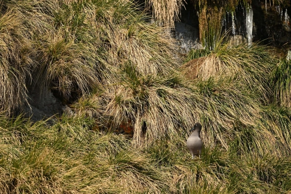 PLA20-24, Day 10, YA6_4412_20241027_7213 © Yves Adams - Oceanwide Expeditions.JPG