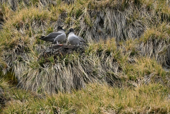 PLA20-24, Day 10, YA6_4460_20241027_7214 © Yves Adams - Oceanwide Expeditions.JPG