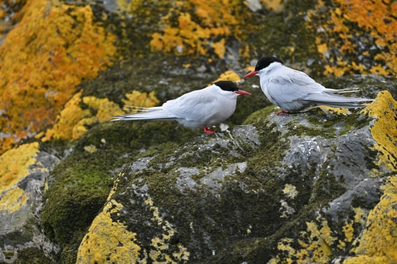 PLA20-24, Day 10, YA6_4595_20241027_7215 © Yves Adams - Oceanwide Expeditions.JPG