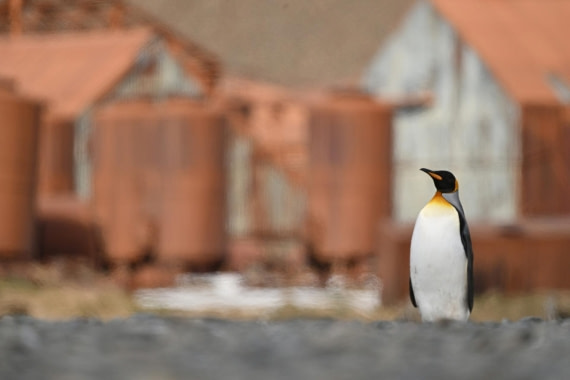 PLA20-24, Day 10, YA6_4793_20241027_7220 © Yves Adams - Oceanwide Expeditions.JPG