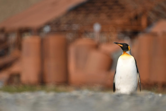PLA20-24, Day 10, YA6_5034_20241027_7222 © Yves Adams - Oceanwide Expeditions.JPG