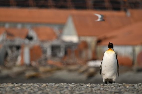 PLA20-24, Day 10, YA6_5118_20241027_7223 © Yves Adams - Oceanwide Expeditions.JPG