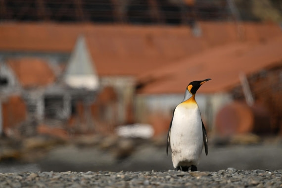PLA20-24, Day 10, YA6_5158_20241027_7225 © Yves Adams - Oceanwide Expeditions.JPG