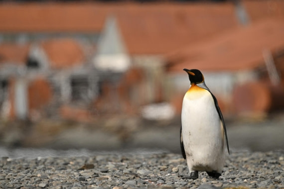PLA20-24, Day 10, YA6_5288_20241027_7227 © Yves Adams - Oceanwide Expeditions.JPG