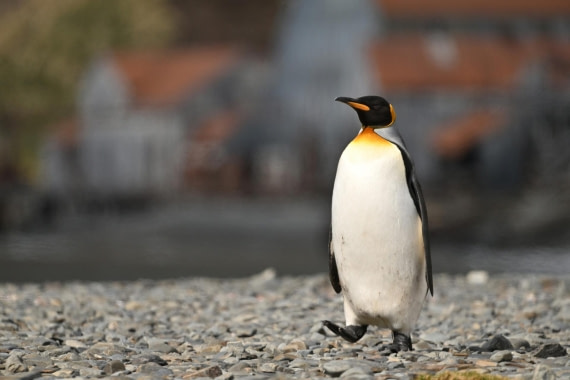 PLA20-24, Day 10, YA6_5317_20241027_7229 © Yves Adams - Oceanwide Expeditions.JPG