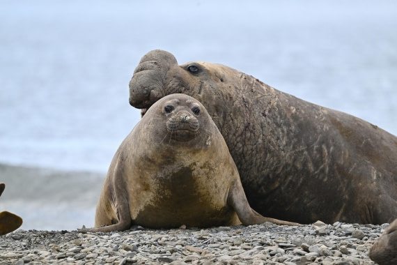 PLA20-24, Day 10, YA6_5380_20241027_7232 © Yves Adams - Oceanwide Expeditions.JPG