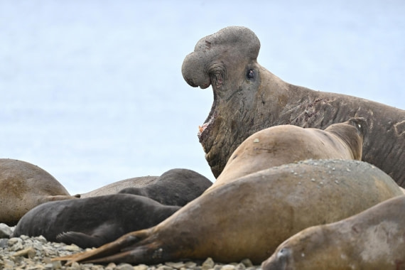 PLA20-24, Day 10, YA6_5424_20241027_7233 © Yves Adams - Oceanwide Expeditions.JPG