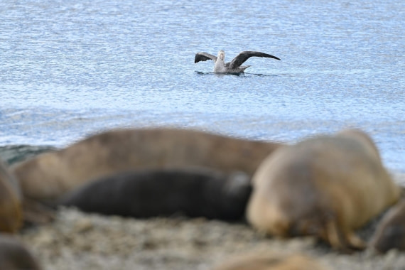 PLA20-24, Day 10, YA6_5453_20241027_7234 © Yves Adams - Oceanwide Expeditions.JPG