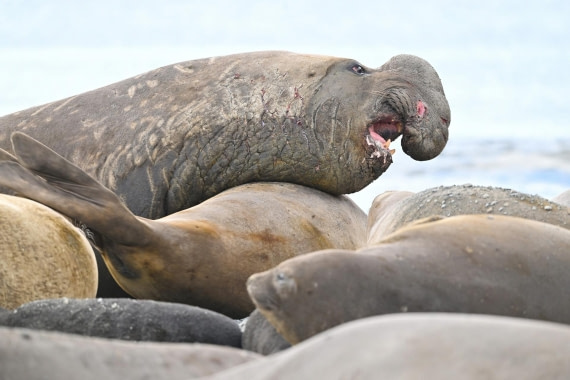 PLA20-24, Day 10, YA6_5555_20241027_7237 © Yves Adams - Oceanwide Expeditions.JPG
