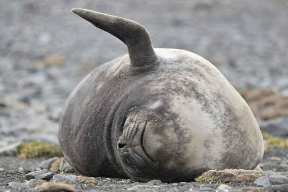 PLA20-24, Day 10, YA6_5602_20241027_7239 © Yves Adams - Oceanwide Expeditions.JPG