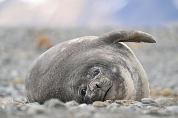 PLA20-24, Day 10, YA6_5737_20241027_7241 © Yves Adams - Oceanwide Expeditions.JPG