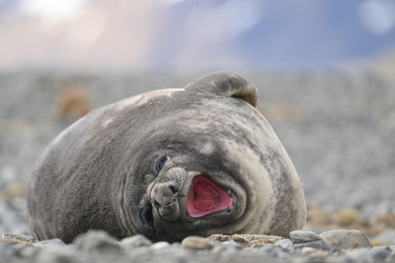 PLA20-24, Day 10, YA6_5803_20241027_7242 © Yves Adams - Oceanwide Expeditions.JPG