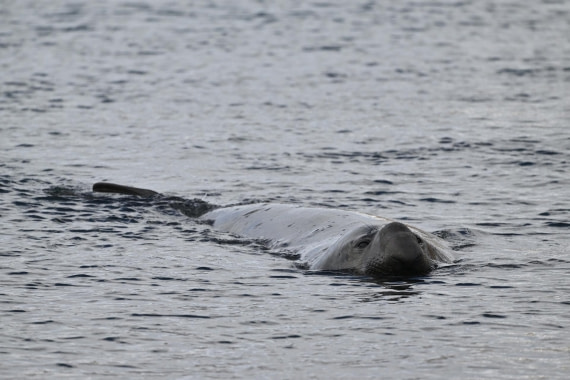 PLA20-24, Day 10, YA6_5945_20241027_7244 © Yves Adams - Oceanwide Expeditions.JPG