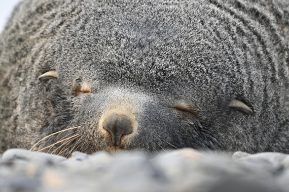 PLA20-24, Day 10, YA6_6069_20241027_7245 © Yves Adams - Oceanwide Expeditions.JPG