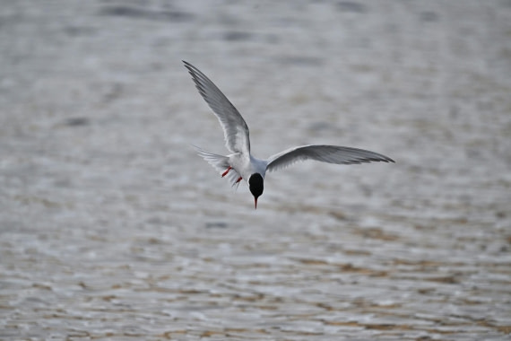 PLA20-24, Day 10, YA6_6210_20241027_7246 © Yves Adams - Oceanwide Expeditions.JPG