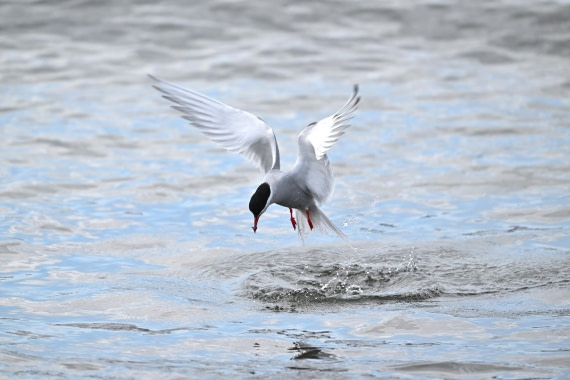 PLA20-24, Day 10, YA6_6347_20241027_7247 © Yves Adams - Oceanwide Expeditions.JPG