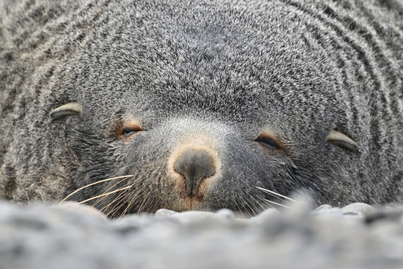 PLA20-24, Day 10, YA6_6868_20241027_7250 © Yves Adams - Oceanwide Expeditions.JPG