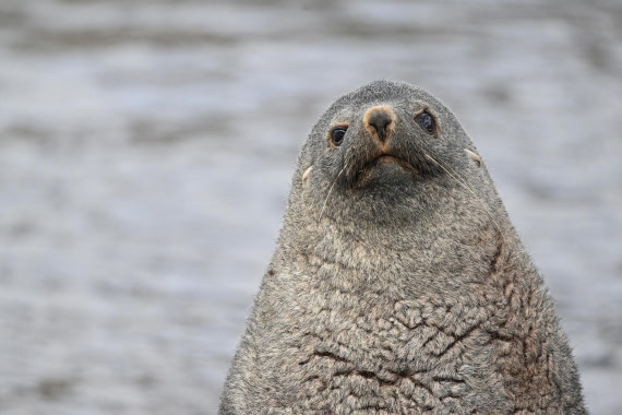 PLA20-24, Day 10, YA6_6909_20241027_7251 © Yves Adams - Oceanwide Expeditions.JPG