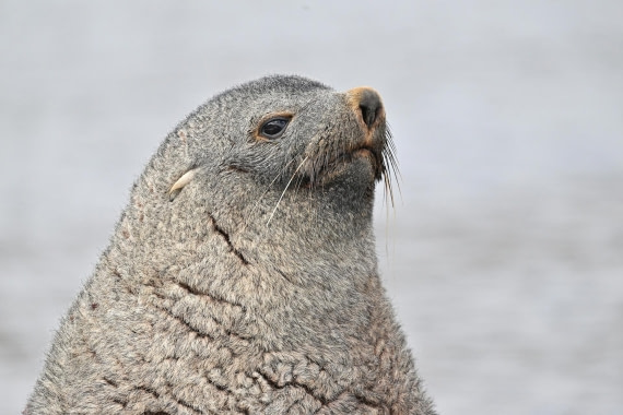 PLA20-24, Day 10, YA6_6939_20241027_7252 © Yves Adams - Oceanwide Expeditions.JPG