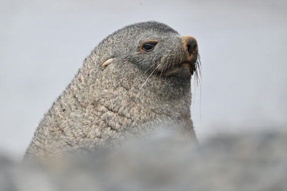 PLA20-24, Day 10, YA6_7079_20241027_7253 © Yves Adams - Oceanwide Expeditions.JPG
