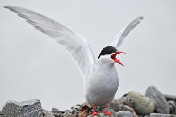 PLA20-24, Day 10, YA6_7484_20241027_7254 © Yves Adams - Oceanwide Expeditions.JPG