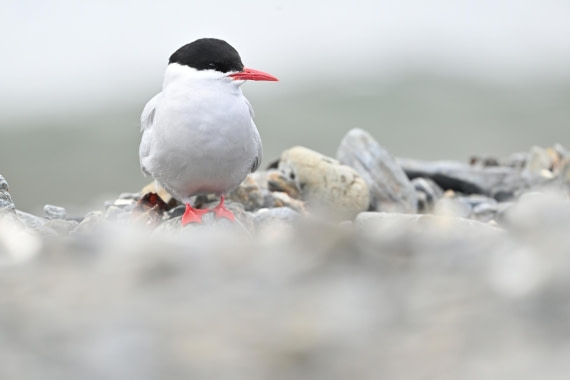 PLA20-24, Day 10, YA6_7528_20241027_7255 © Yves Adams - Oceanwide Expeditions.JPG