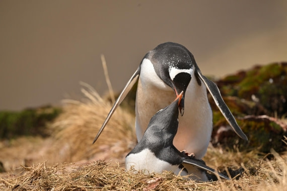 PLA20-24, Day 10, YA6_7979_20241027_7261 © Yves Adams - Oceanwide Expeditions.JPG