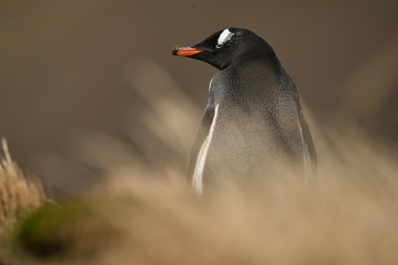 PLA20-24, Day 10, YA6_8092_20241027_7018 © Yves Adams - Oceanwide Expeditions.JPG