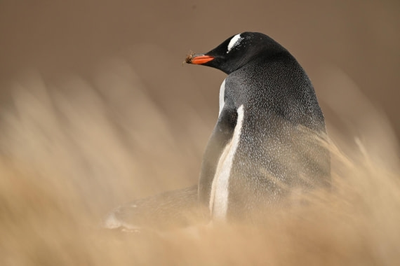 PLA20-24, Day 10, YA6_8120_20241027_7017 © Yves Adams - Oceanwide Expeditions.JPG