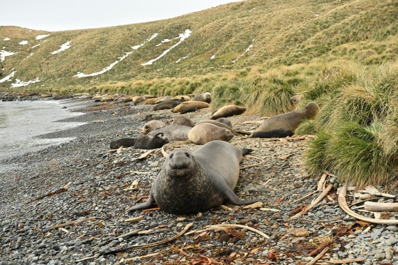 PLA20-24, Day 11, 8AY_2054_20241028_7006 © Yves Adams - Oceanwide Expeditions.JPG