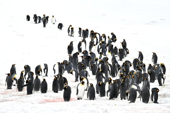 PLA20-24, Day 11, 8AY_2108_20241028_6990 © Yves Adams - Oceanwide Expeditions.JPG