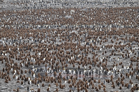 PLA20-24, Day 11, 8AY_2283_20241028_6988 © Yves Adams - Oceanwide Expeditions.JPG