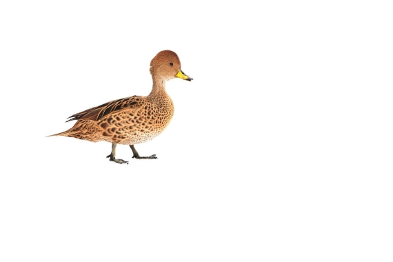 PLA20-24, Day 11, YA6_0024_20241028_7264 © Yves Adams - Oceanwide Expeditions.JPG