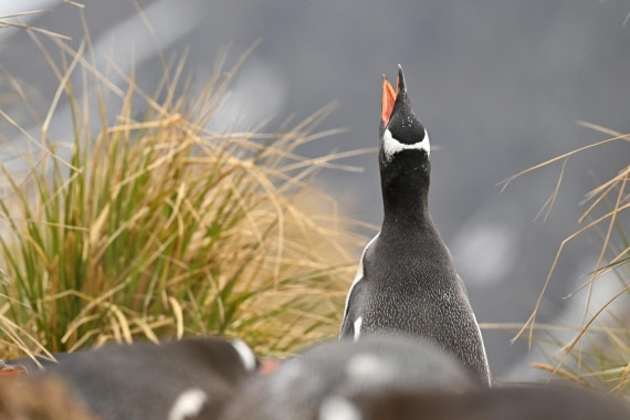 PLA20-24, Day 11, YA6_0107_20241028_7266 © Yves Adams - Oceanwide Expeditions.JPG