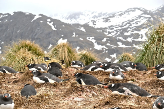 PLA20-24, Day 11, YA6_0192_20241028_7268 © Yves Adams - Oceanwide Expeditions.JPG
