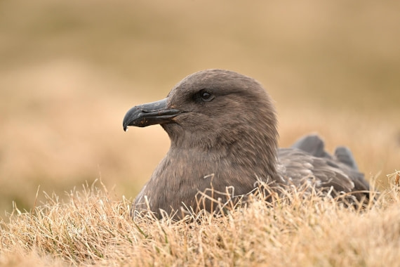 PLA20-24, Day 11, YA6_0480_20241028_6993 © Yves Adams - Oceanwide Expeditions.JPG