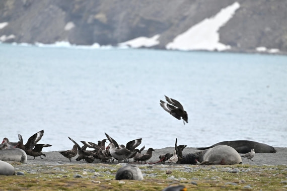 PLA20-24, Day 11, YA6_0651_20241028_6991 © Yves Adams - Oceanwide Expeditions.JPG