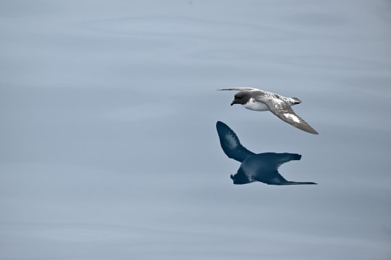 PLA20-24, Day 11, YA6_8372_20241028_7012 © Yves Adams - Oceanwide Expeditions.JPG