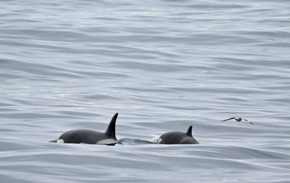 PLA20-24, Day 11, YA6_8572_20241028_7009 © Yves Adams - Oceanwide Expeditions.JPG