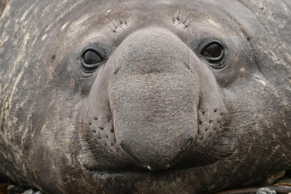 PLA20-24, Day 11, YA6_8855_20241028_7007 © Yves Adams - Oceanwide Expeditions.JPG