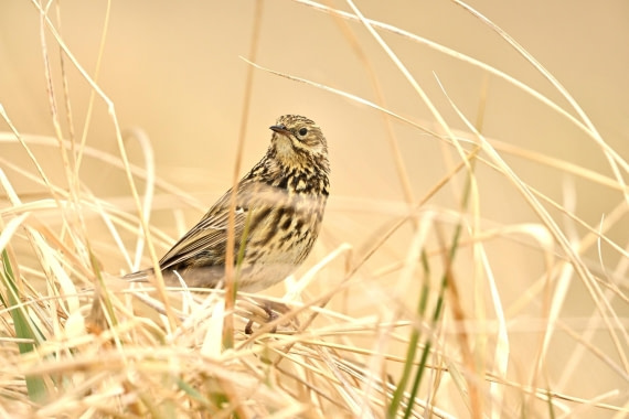 PLA20-24, Day 11, YA6_9626_20241028_7002 © Yves Adams - Oceanwide Expeditions.JPG