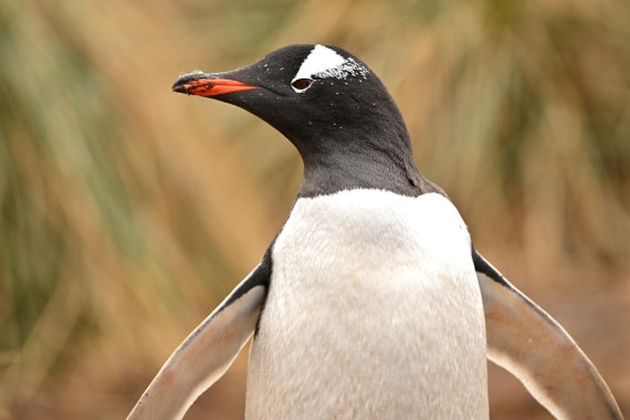 PLA20-24, Day 11, YA6_9742_20241028_6999 © Yves Adams - Oceanwide Expeditions.JPG