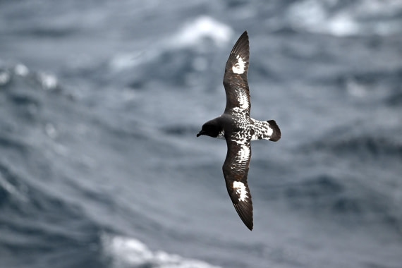 PLA20-24, Day 14, YA6_0217_20241031_7293 © Yves Adams - Oceanwide Expeditions.JPG