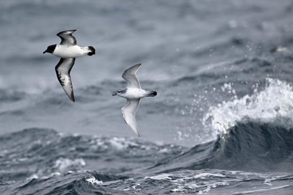 PLA20-24, Day 14, YA6_0317_20241031_7295 © Yves Adams - Oceanwide Expeditions.JPG