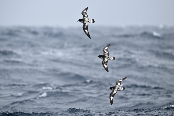 PLA20-24, Day 14, YA6_0921_20241031_7302 © Yves Adams - Oceanwide Expeditions.JPG