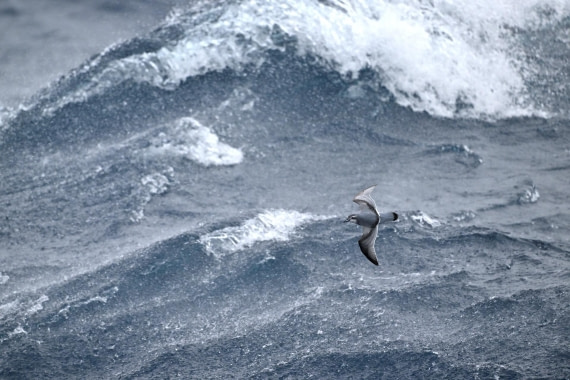 PLA20-24, Day 14, YA6_0967_20241031_7303 © Yves Adams - Oceanwide Expeditions.JPG